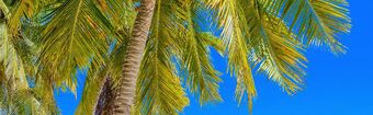 Bahamas  Caraibi