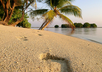 Kura Kura Resort